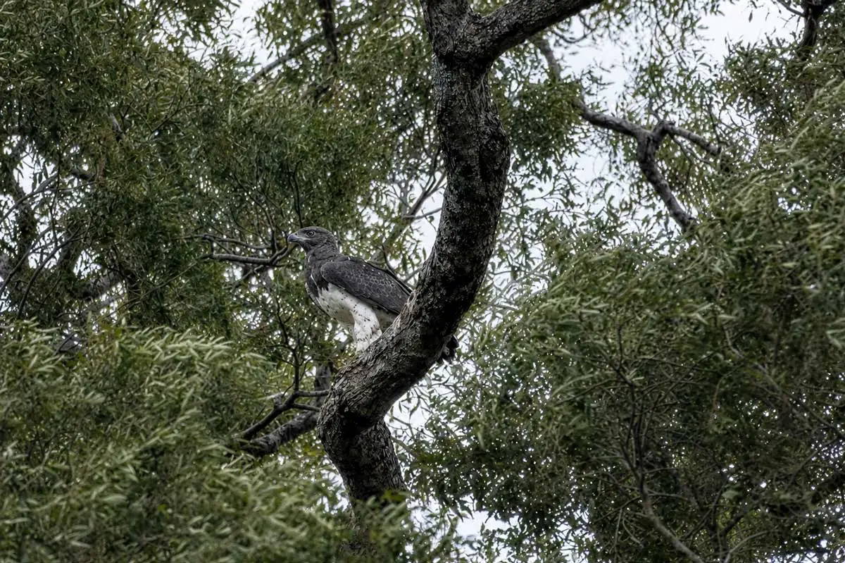 Un aigle martial perché dans les branches, à Moremi.