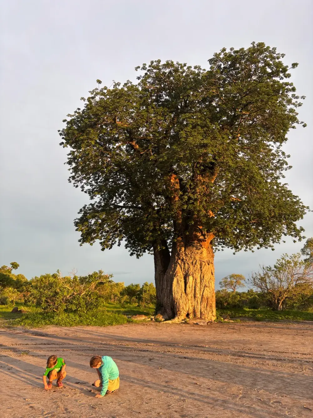 Des voyageurs réunis en safari à Savuti.
