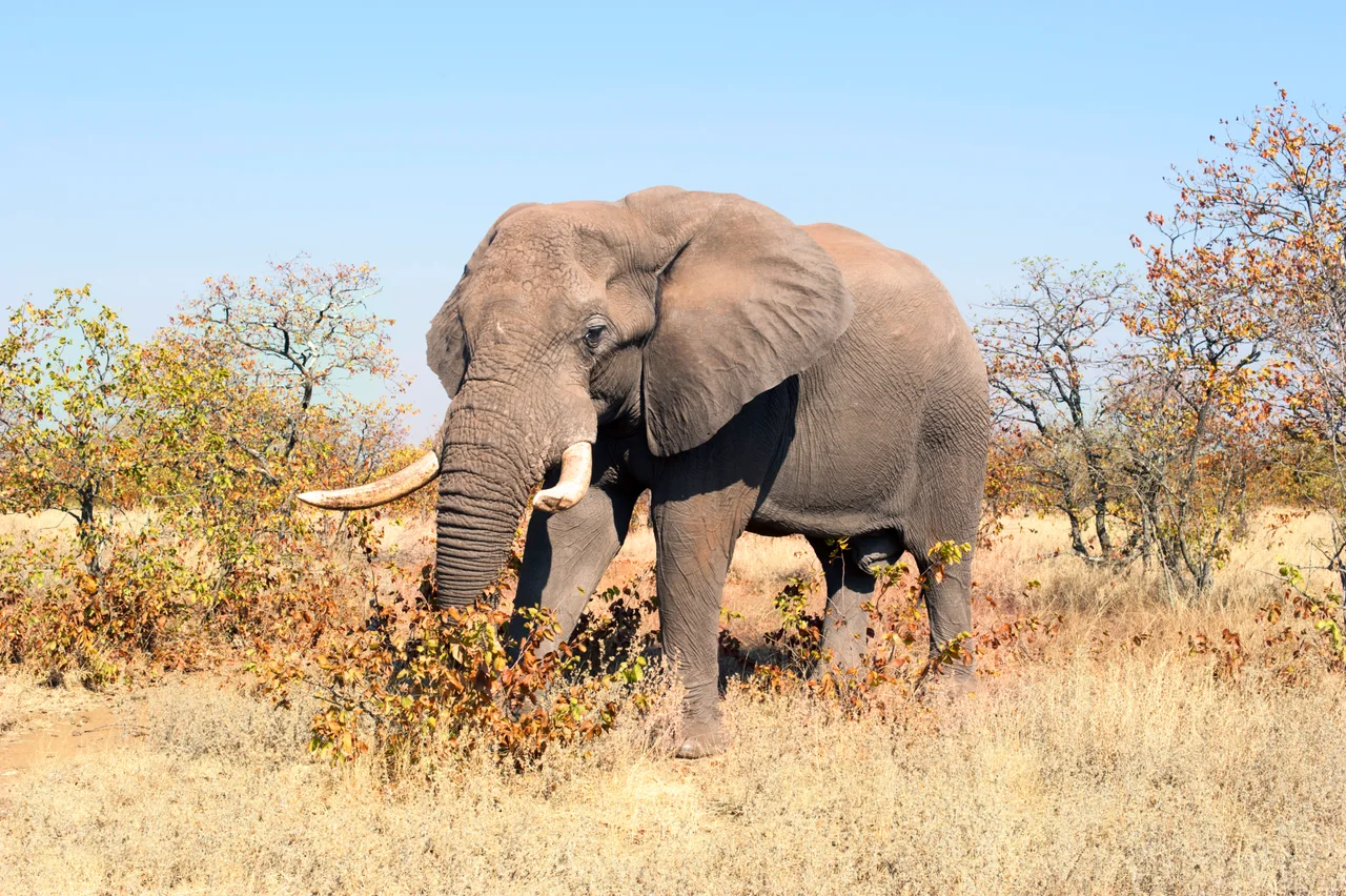 Un éléphant au bord d’une piste dans le parc Kruger.