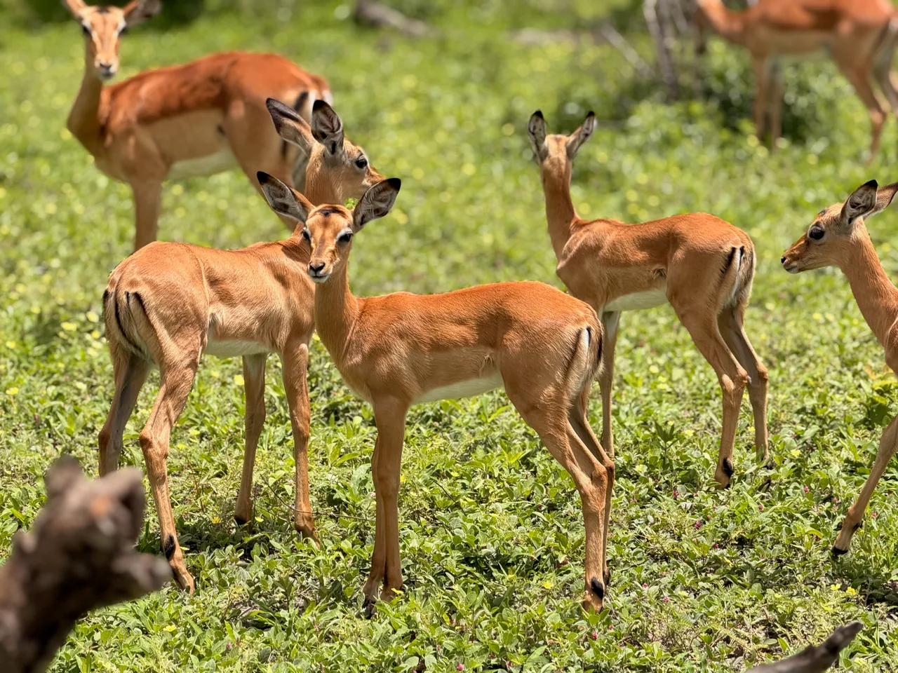 De jeunes impalas avec les adultes dans une végétation verte à Savuti.