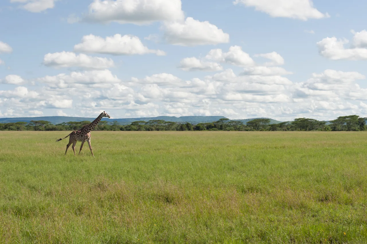 Une girafe traverse une plaine verte sous les nuages du Serengeti.