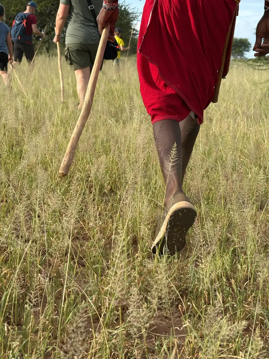 Des marcheurs traversent les herbes à Shompole.