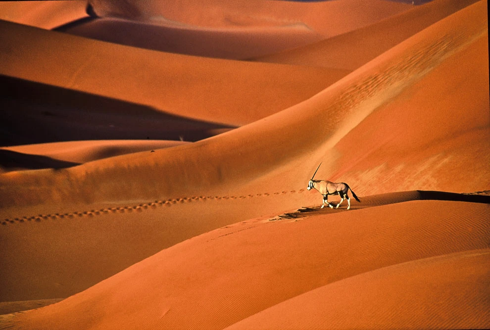 Un oryx sur les dunes de Sossusvlei
