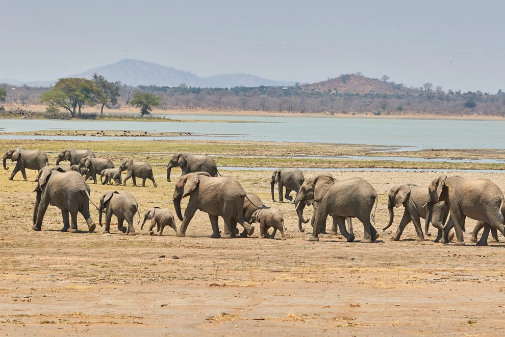Troupeau d’éléphants traversant une plaine asséchée au bord d’un point d’eau au Malawi.