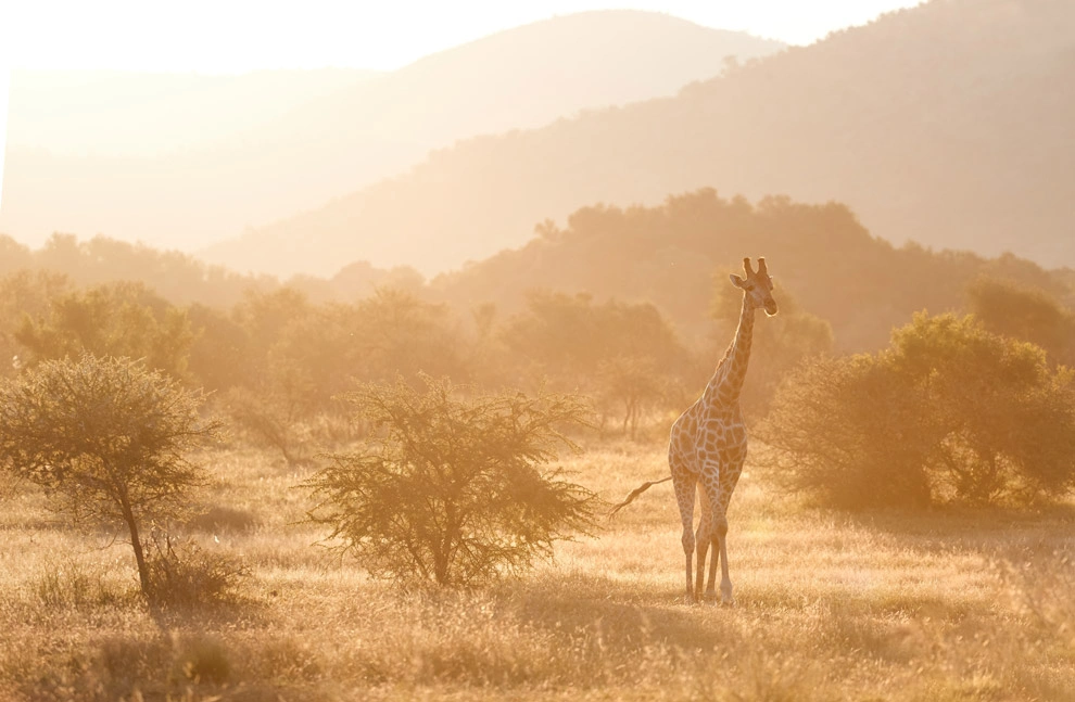 Une girafe dans les paysages de Hluhluwe-iMfolozi.