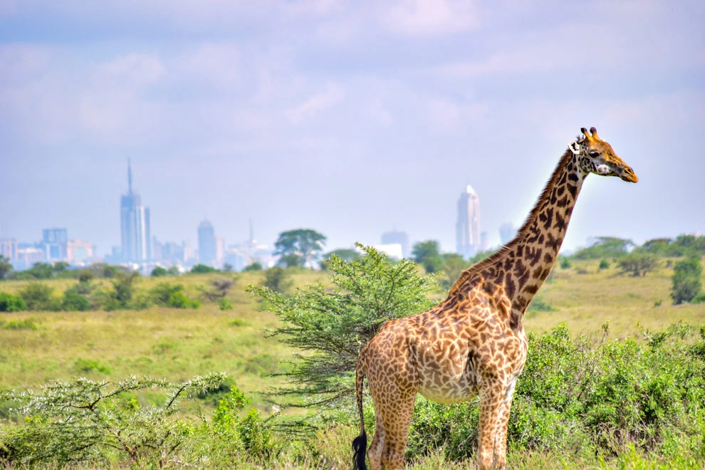 Girafe dans la savane avec la skyline de Nairobi en arrière-plan.
