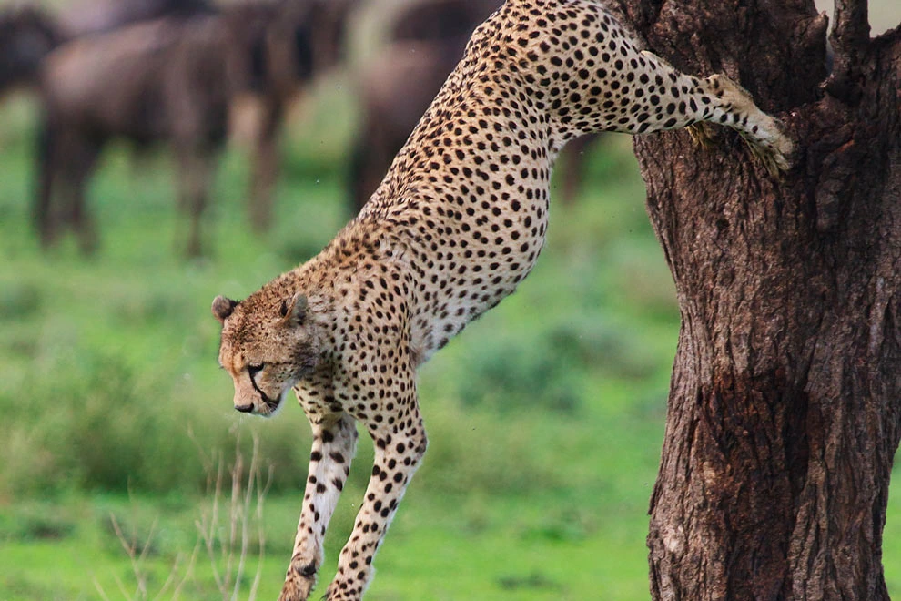 Un léopard descend d’un arbre dans un paysage verdoyant.