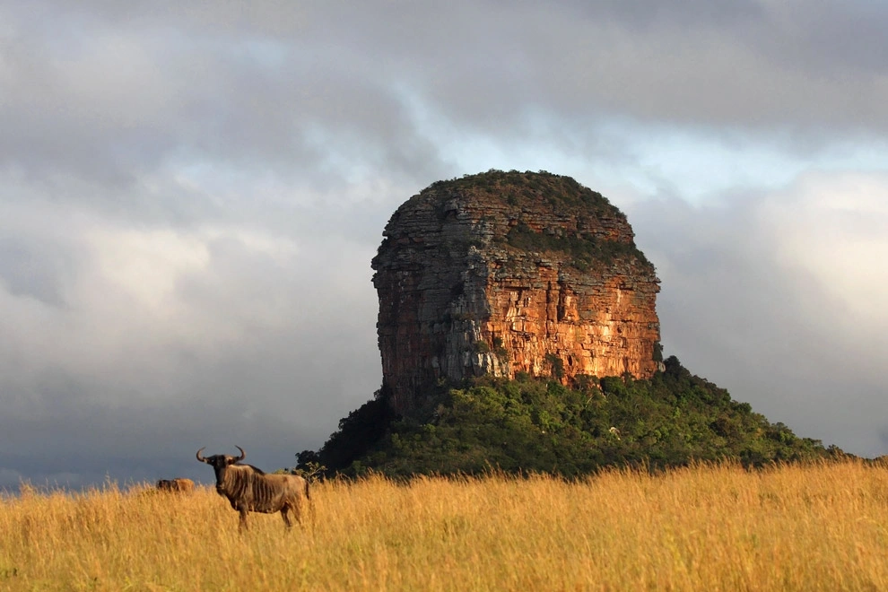 Un gnou dans les herbes au pied des reliefs rocheux du Waterberg.