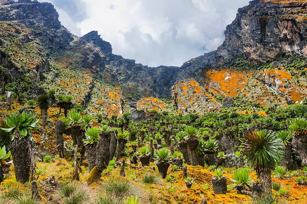 Végétation afro-alpine et reliefs rocheux dans les Rwenzori.