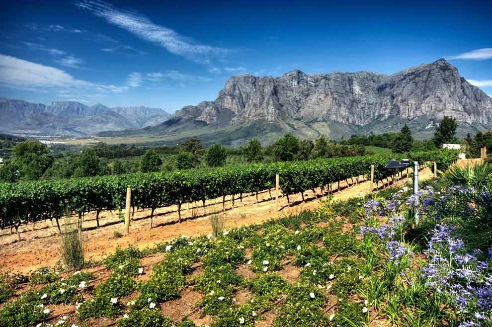 Vignobles de Franschhoek avec les montagnes en toile de fond sous un ciel clair.