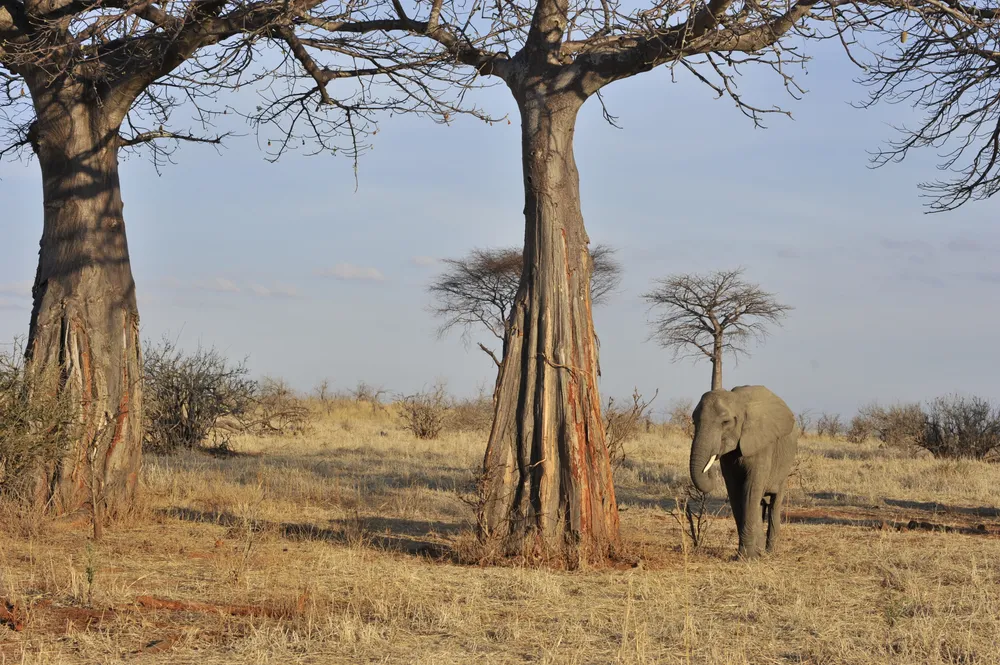Un éléphant entre les baobabs de Ruaha.