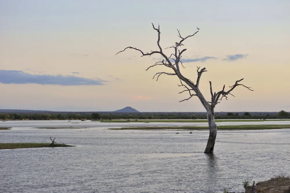 Un arbre dénudé se dresse dans les eaux du Rufiji à la lumière du soir.