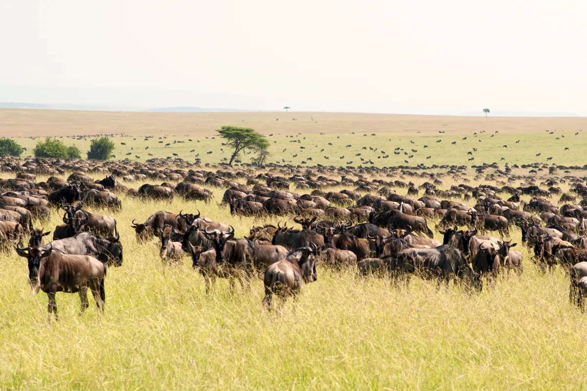 Un troupeau de gnous dans les plaines du Serengeti.