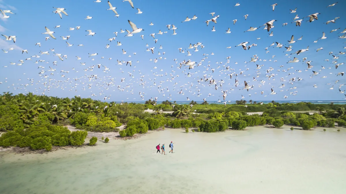 Promenade sur le rivage parmi les oiseaux à Alphonse.