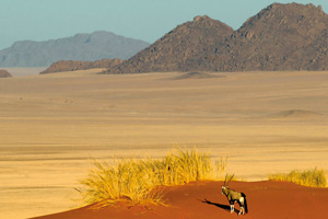 contactez nous pour créer un voyage qui correspond à vos envies en Namibie