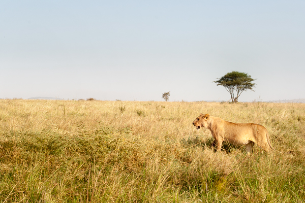 tanzanie serengeti lionne voyage sur mesure