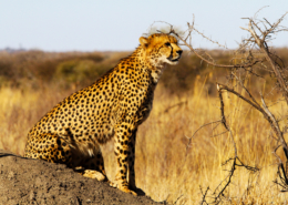 cheetah madikwe afrique du sud voyage sur mesure