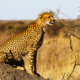 cheetah madikwe afrique du sud voyage sur mesure