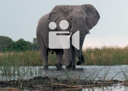 Video d'une rencontre avec des éléphants dans le linyanti au botswana lors d'un safari à pied