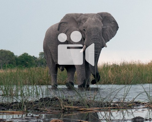 Video d'une rencontre avec des éléphants dans le linyanti au botswana lors d'un safari à pied