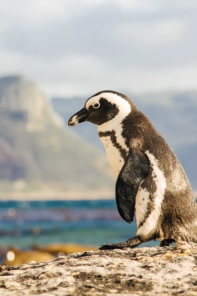Un manchot du Cap marchant sur le sable blanc de Boulders Beach, Afrique du Sud lors d'un voyage sur mesure.