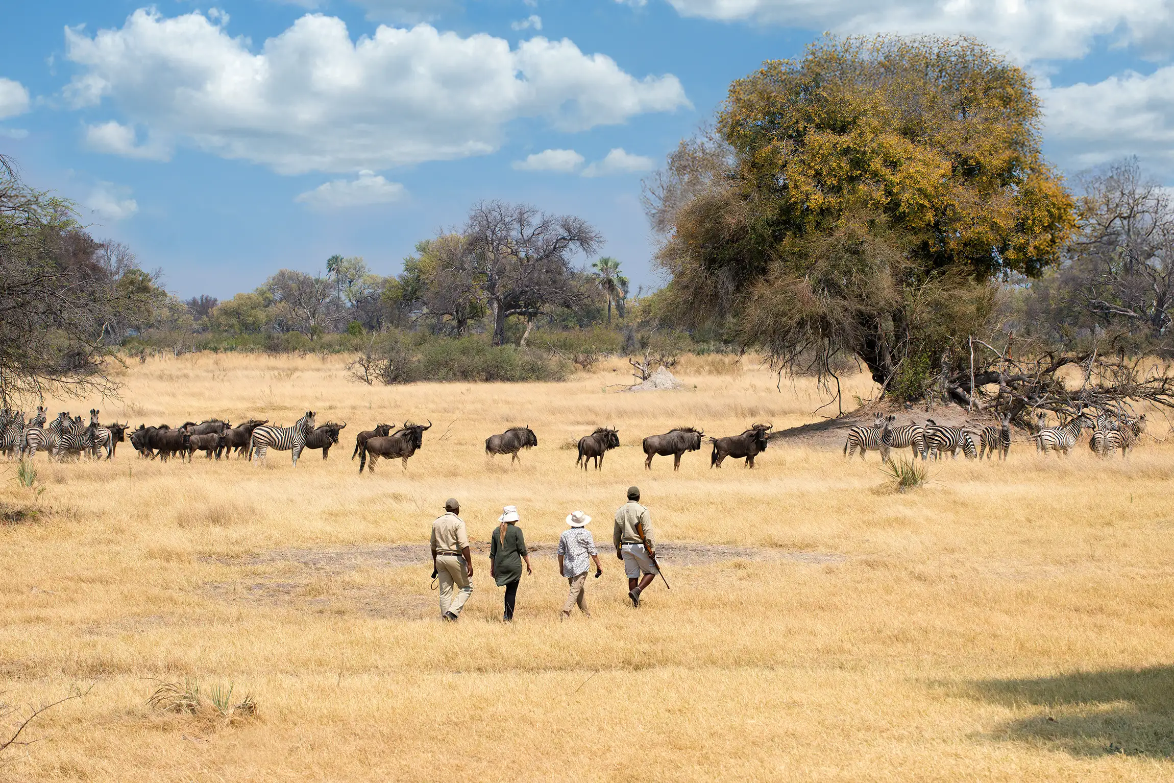 Voyageuse observant un éléphant depuis son camp de safari en Afrique.