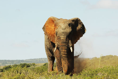 hlosi game lodge amakhala game reserve elephant safari afrique du sud