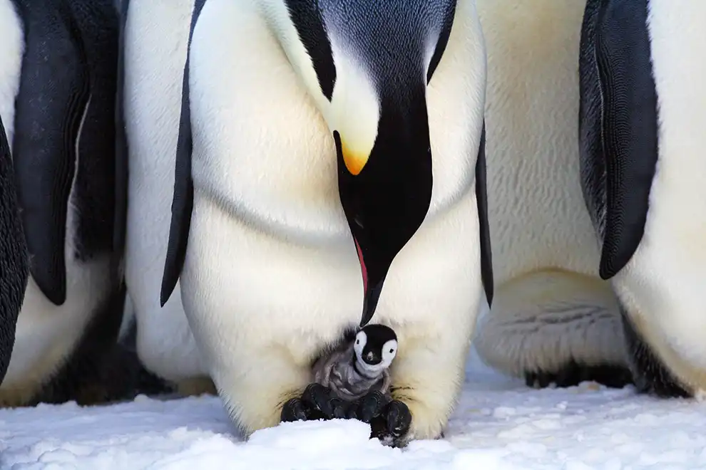 Voyage en Antarctique : manchot empereur protégeant son poussin sur la neige, symbole de la vie sauvage des régions polaires.