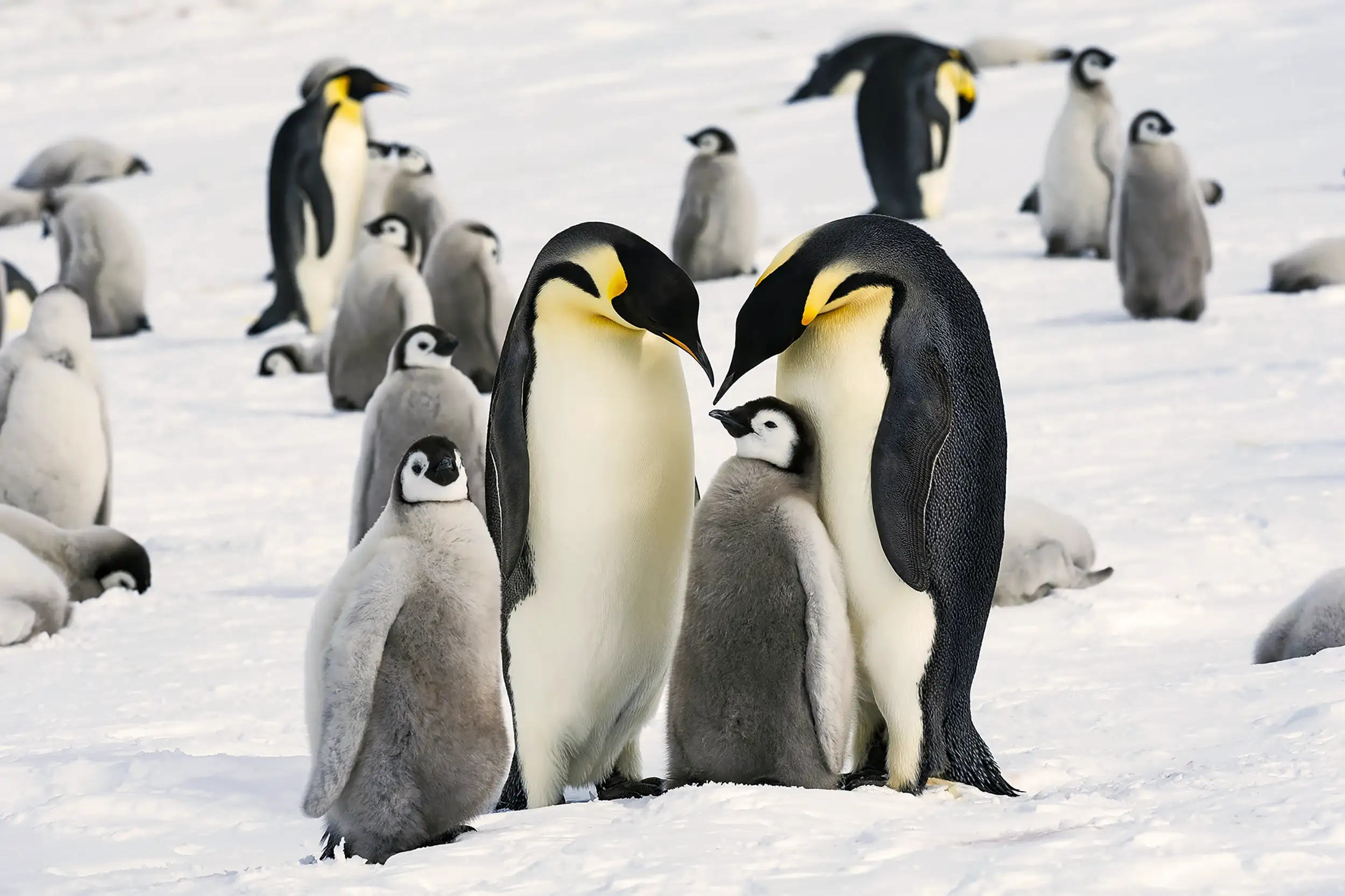 Voyage en Antarctique : groupe de manchots empereurs et leurs poussins sur la neige, symbole de la vie sauvage du pôle Sud.