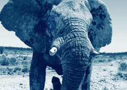 voyage safari luxe namibie