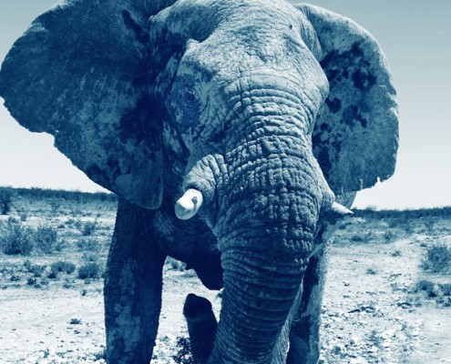 voyage safari luxe namibie