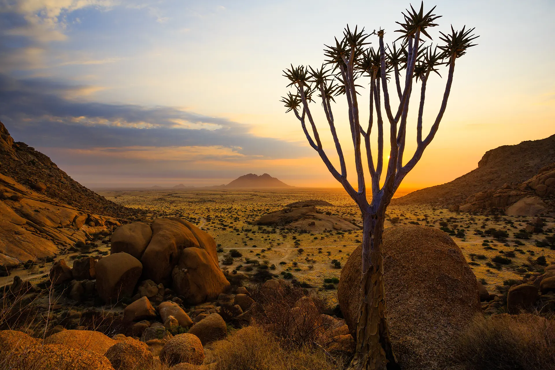 Au coucher du soleil un quiverboom se dresse dans le ciel en Namibie