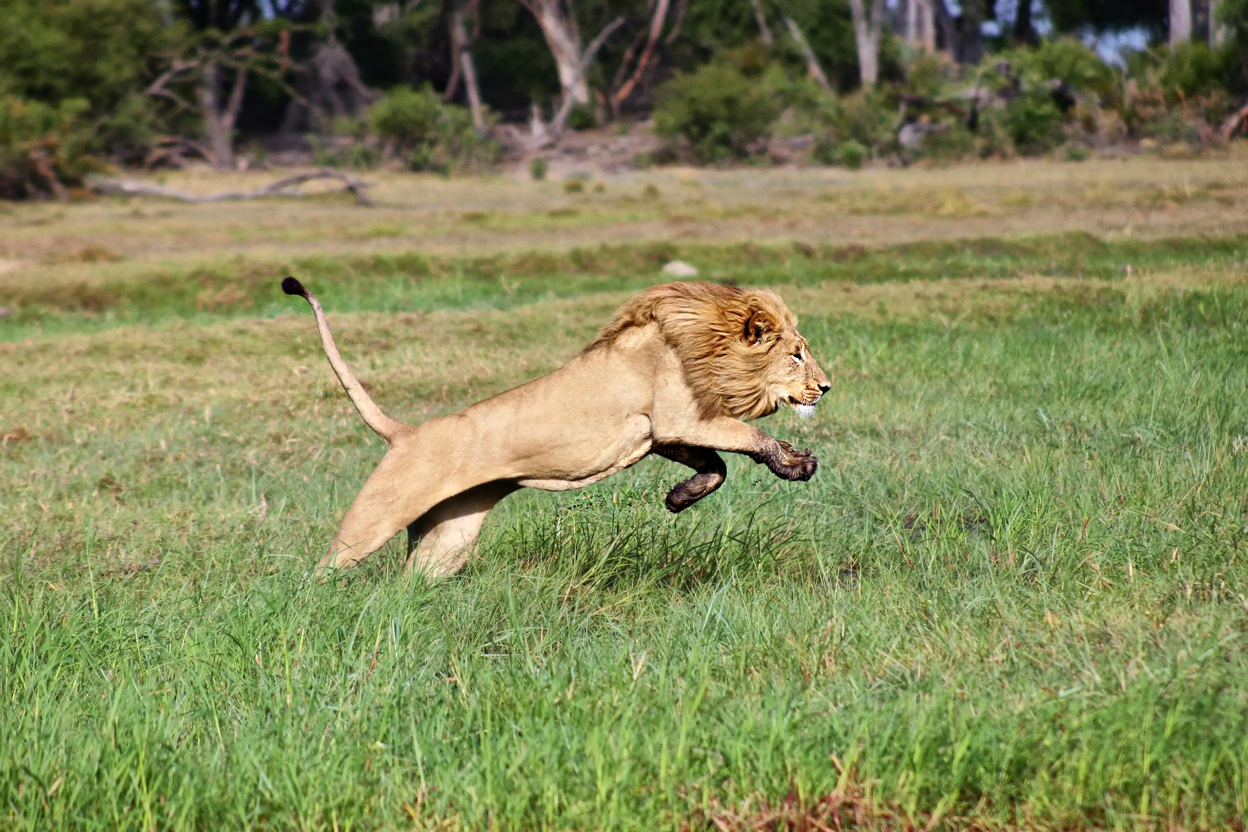 Voyage au Botswana : lion bondissant dans les hautes herbes du delta de l’Okavango pendant un safari en Afrique australe.