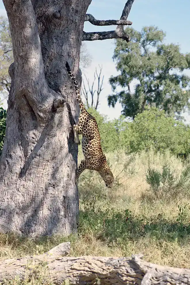 Un léopard descend gracieusement d’un arbre dans l’Okavango, Botswana.