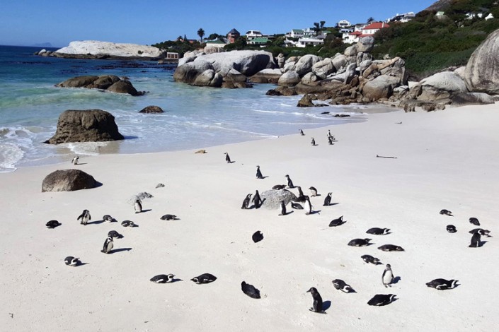 Boulders Beach Cape Town