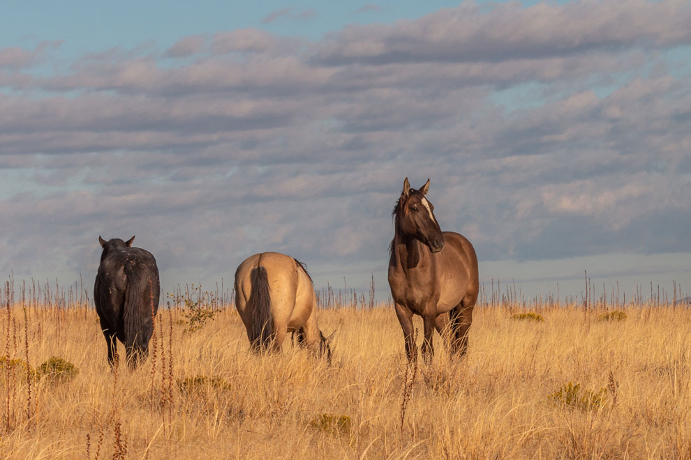 Trois chevaux en liberté dans une prairie.