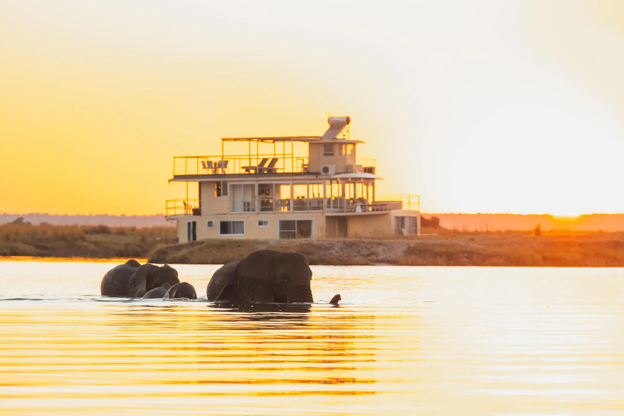Des éléphants traversent une rivière au coucher du soleil avec un bateau Chobe Princess au loin.