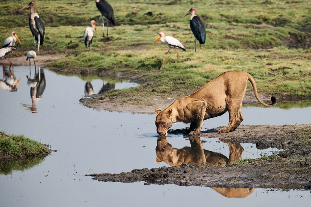 Lion qui boit dans le Delta de l'Okavango