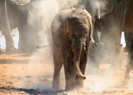 Elephants en Afrique du Sud