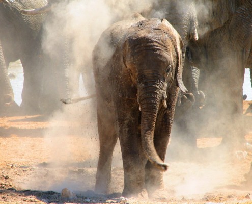 Elephants en Afrique du Sud