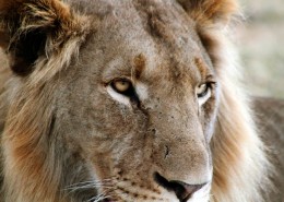Les lions au parc Kruger avec Mungo Park