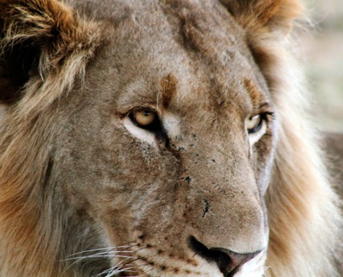 Les lions au parc Kruger avec Mungo Park