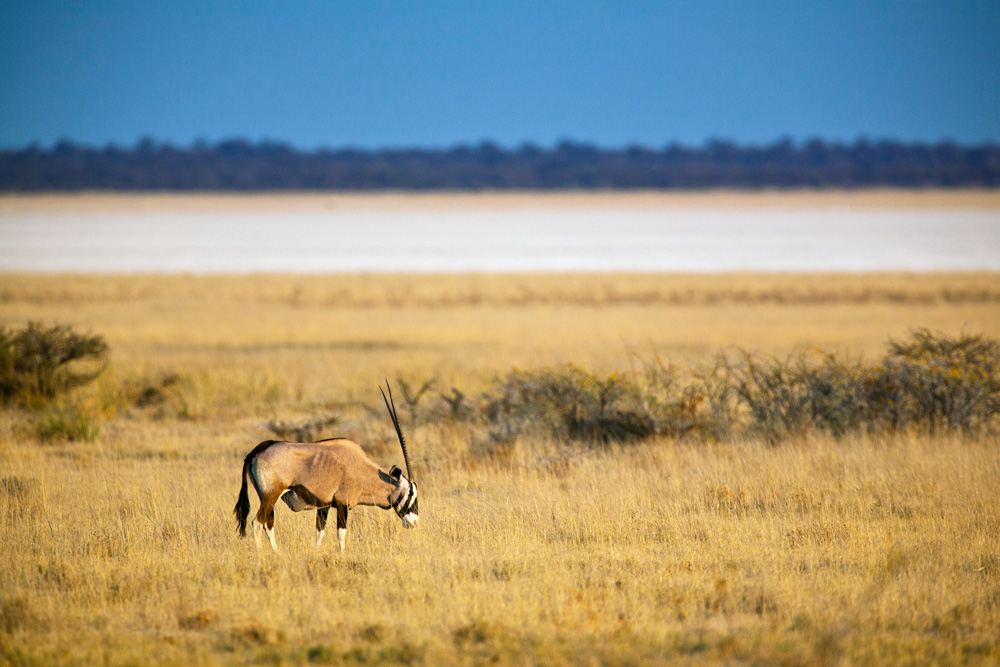 Un oryx en Namibie