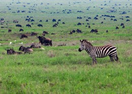 Plaines de la Tanzanie avec Mungo Park