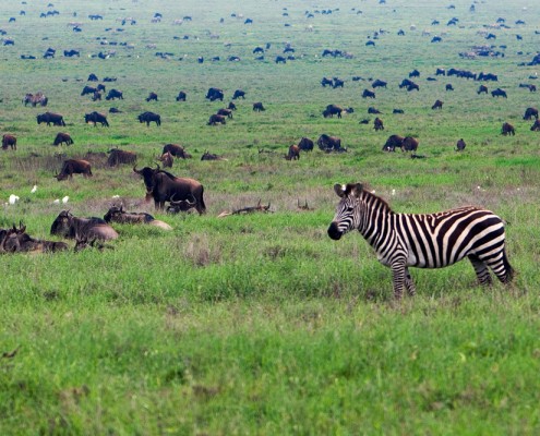 Plaines de la Tanzanie avec Mungo Park