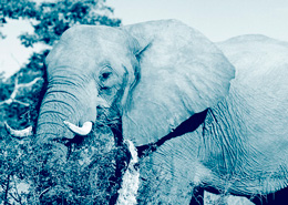 Des lodges dans le Delta de l'Okavango et voir les chutes Victoria