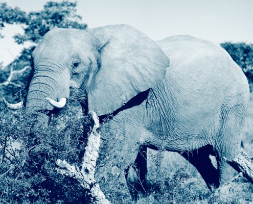 Des lodges dans le Delta de l'Okavango et voir les chutes Victoria