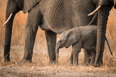 elephant safari south africa botswana kenya sur mesure individuel