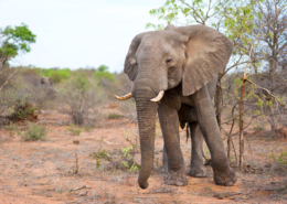 elephant safari à pied voyage sur mesure