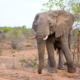 elephant safari à pied voyage sur mesure